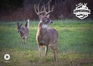 Read more about the article Trophy Bucks and Coyotes