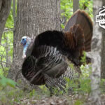 How to Call and Buddy Hunt Eastern Wild Turkeys