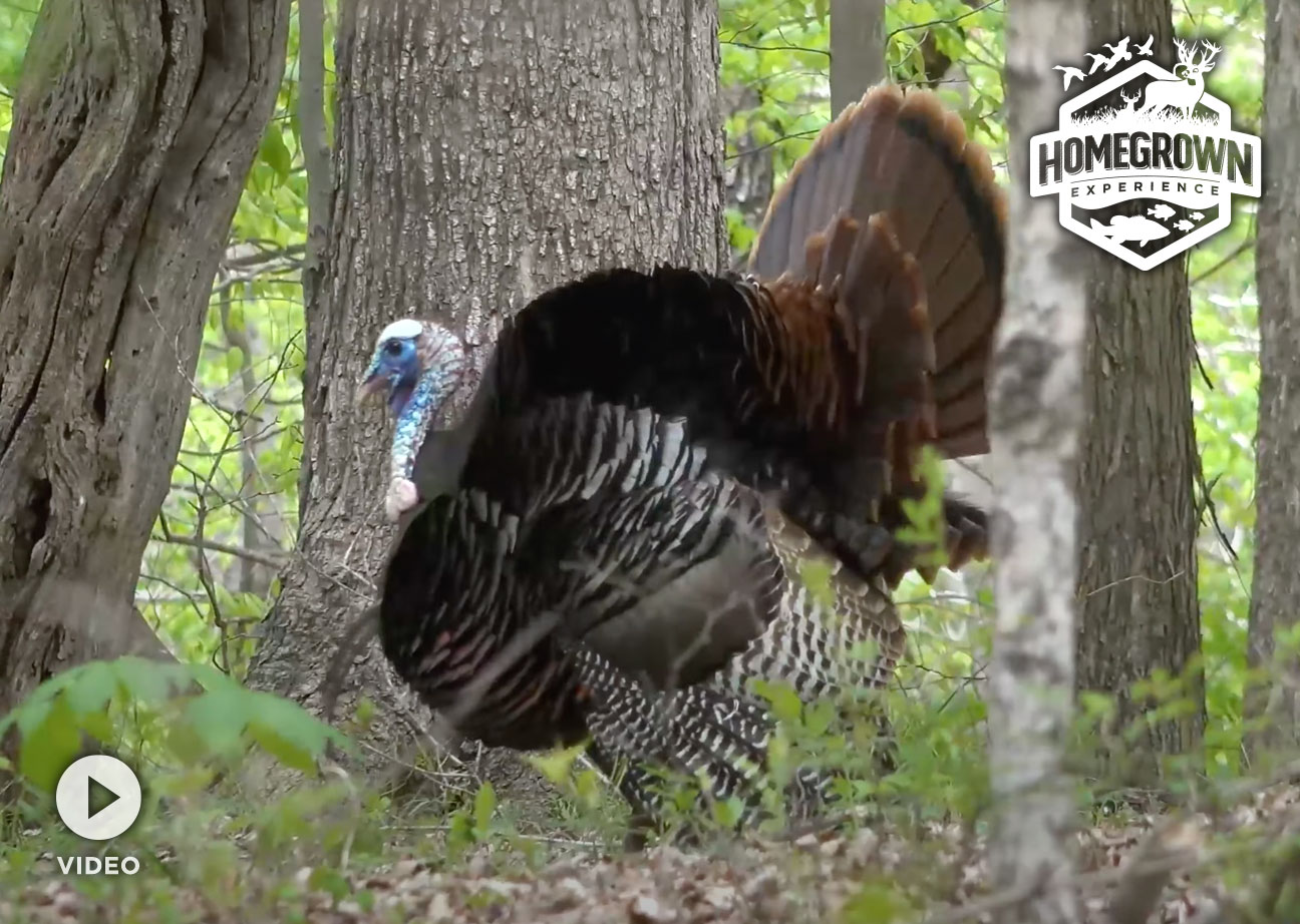 You are currently viewing How to Call and Buddy Hunt Eastern Wild Turkeys
