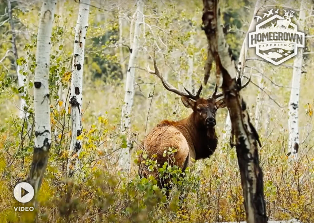 Elk Mission in Northern Utah Homegrown Experience