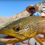 Fly Fishing For Giant Wild Trout in Wyoming