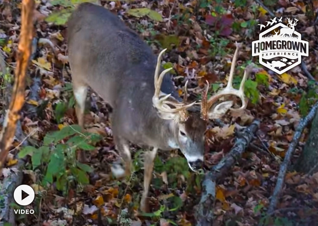 You are currently viewing 8-Yard Bow Kill